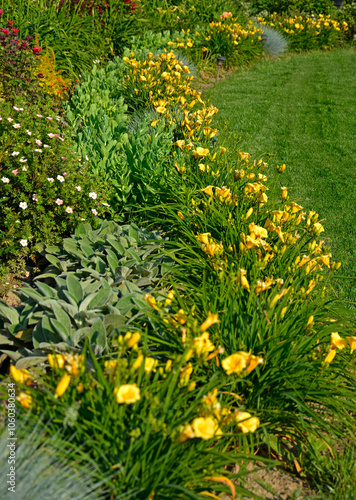 Obraz na płótnie kolorowa rabata kwiatowa otoczona niskimi liliowcami odmiany Stella d'Oro, kwietnik otoczony obwódką z żółtych liliowców, Hemerocallis, Stella D'Oro Daylily Garden
w salonie