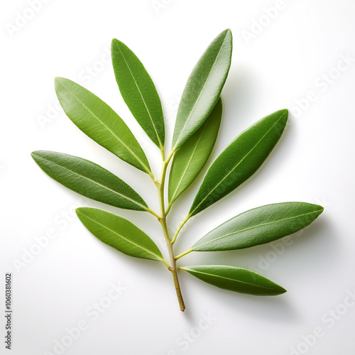 Olive Leaf isolated white background photo