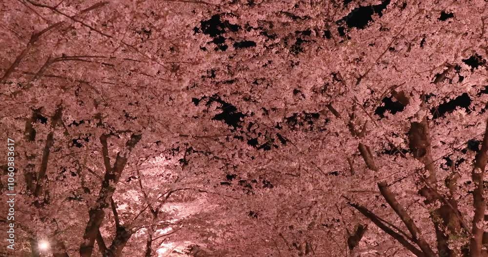 弘前公園の桜トンネルを歩く 青森県
弘前公園の桜トンネルを歩く 青森県