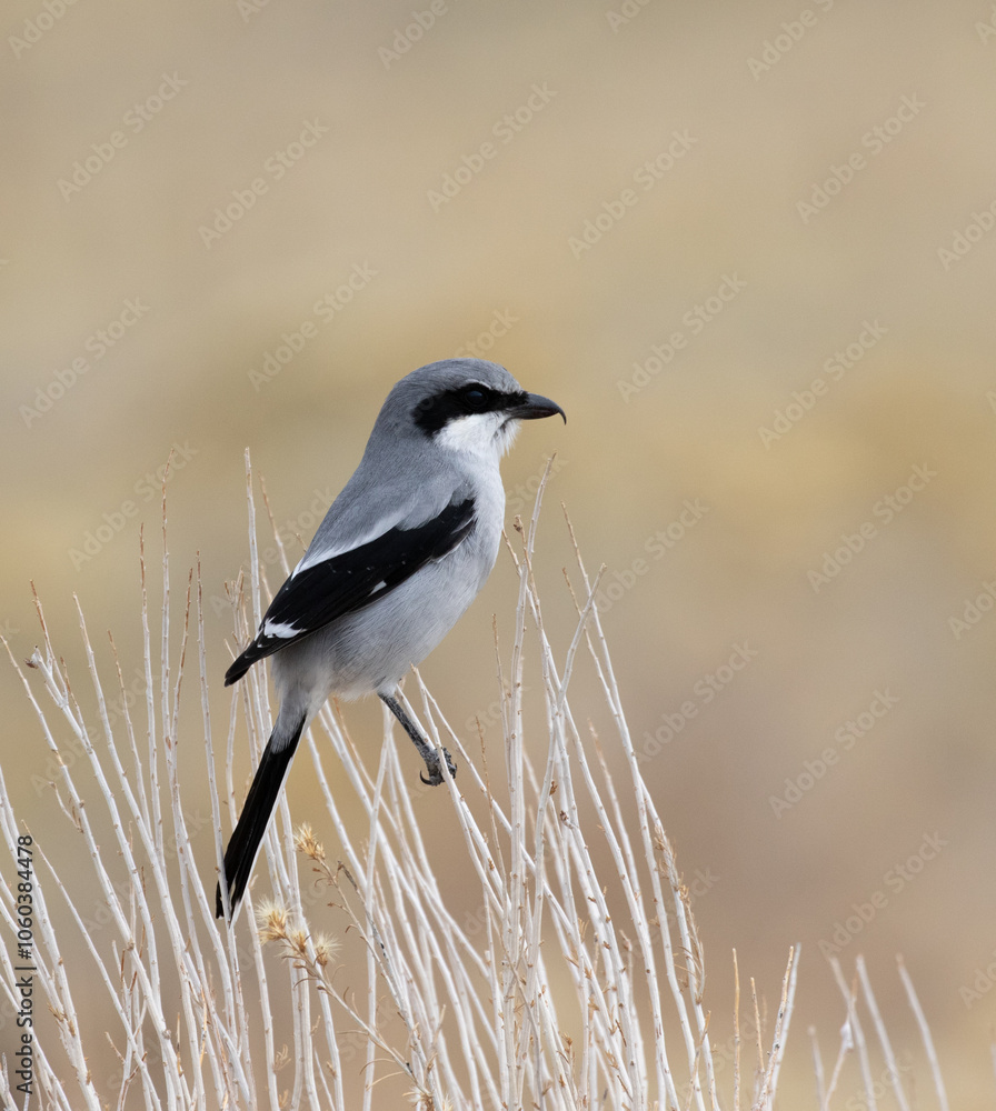 loggerhead shrike butcher bird