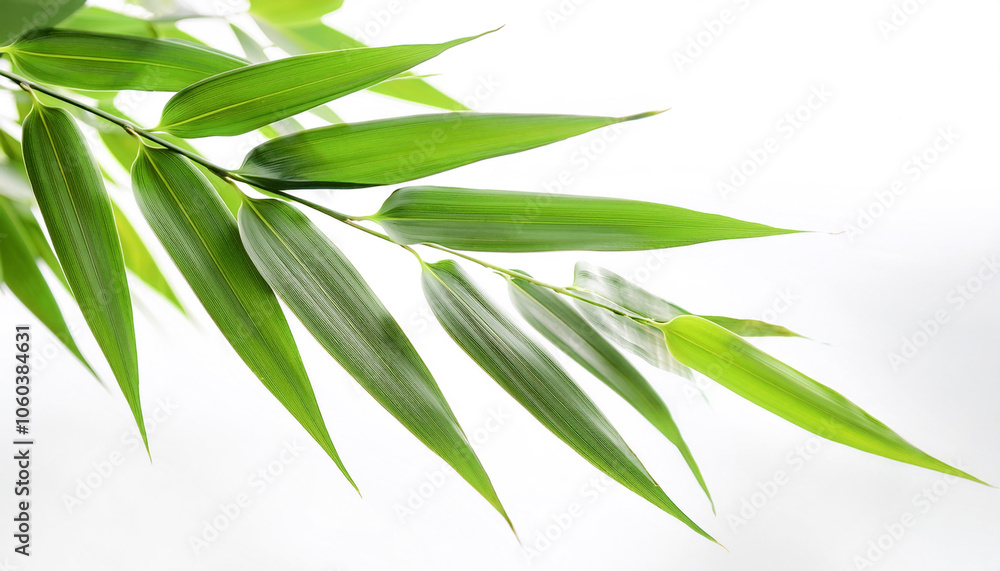 Fototapeta premium Bamboo Leaves floating or flying isolated white background
