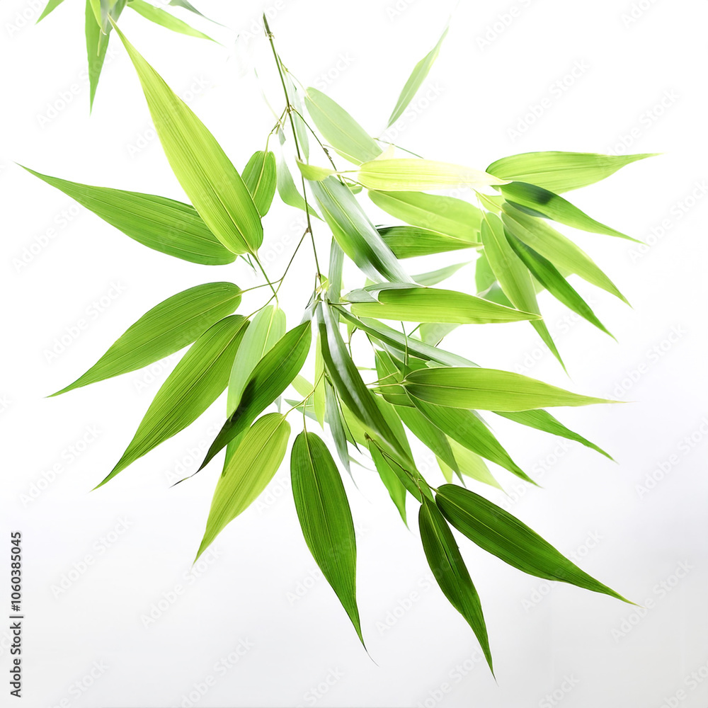 Fototapeta premium Bamboo Leaves floating or flying isolated white background