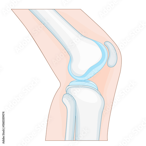 knee joint anatomy. side view.