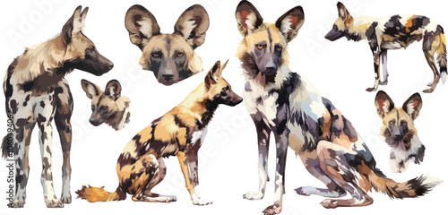 african wild dog watercolor clipart	 photo