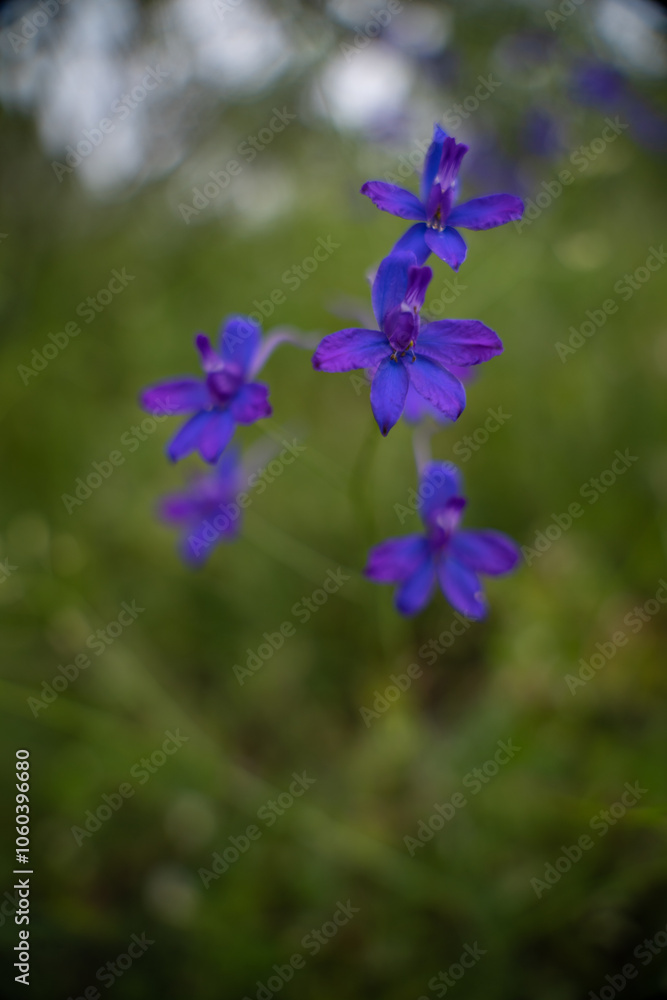Consolida regalis, known as forking larkspur blooming in the green grass of the clearing. Blue purple wild flower of a rare beauty Consolida regalis, known as forking larkspur blooming in the green grass of the clearing. Blue purple wild flower of a rare beauty