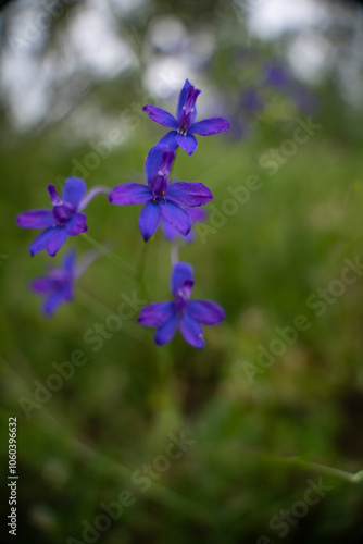 Consolida regalis, known as forking larkspur blooming in the green grass of the clearing. Blue purple wild flower of a rare beauty