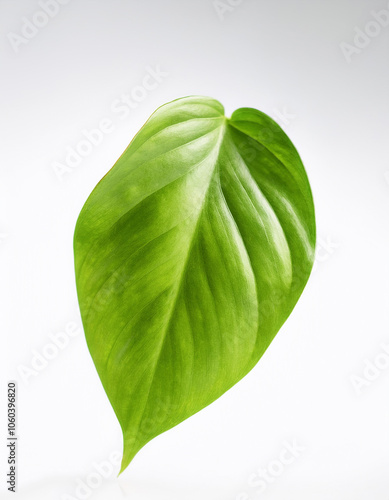 Pothos Leaf floating or flying isolated white background