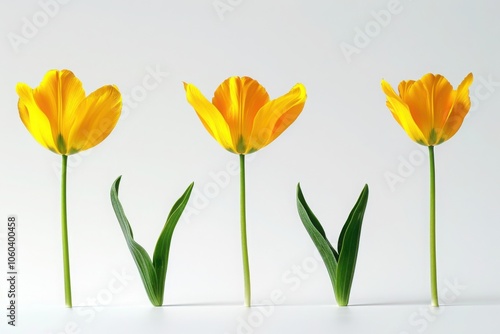 Wallpaper Mural A minimalist composition of four yellow tulips in various stages of bloom, capturing simplicity and elegance on a white background.

 Torontodigital.ca