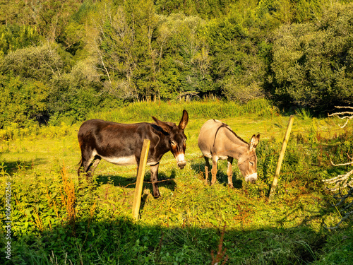 donkeys waving photo