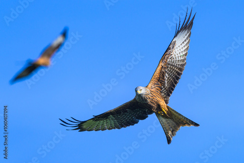 Red Kite, Milvus milvus, bird in flight