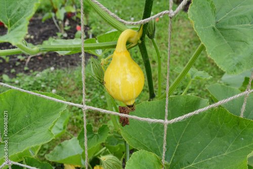 Small yellow uchiki kuri gourd on a vine climbing netting photo