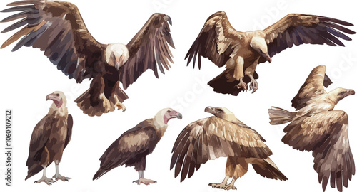 vulture watercolor clipart	