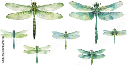 dragonfly watercolor clipart	