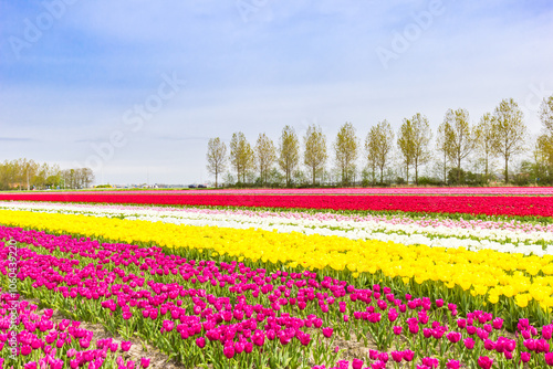 Colorful purple and yellow tulips in spring in Noordoostpolder, Netherlands photo