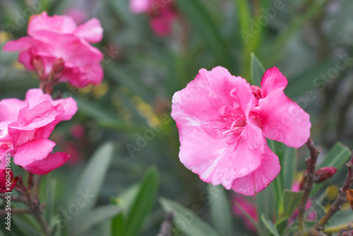 Nerium oleander in bloom, Pink siplicity bunch of flowers and green leaves on branches, Nerium Oleander shrub Pink flowers, ornamental shrub branches in daylight, bunch of flowers closeup