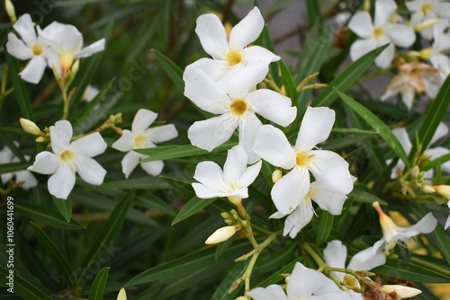 Nerium oleander in bloom, White siplicity bunch of flowers and green leaves on branches, Nerium Oleander shrub white flowers, ornamental shrub branches in daylight, bunch of flowers closeup