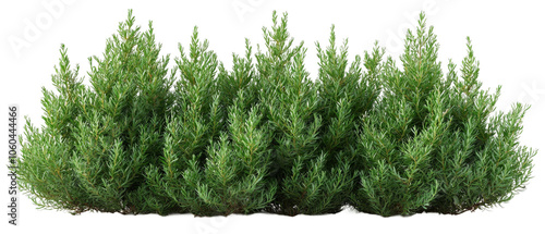 Obraz na płótnie Lush green shrubs arranged neatly on a transparent PNG background for digital design projects or nature-themed graphics w salonie