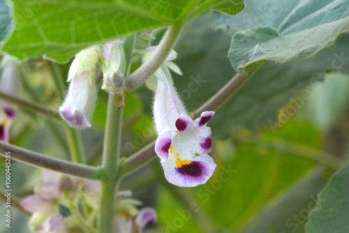 Martynia annua L. (MARTYNIACEAE) Common name: Cat's claw, Tiger's claw, Iceplant, Devil's claw, white purple flowers, wild flower, Devils Claws flower, Tiger Claws flower, Chakwal, Punjab, Pakistan photo