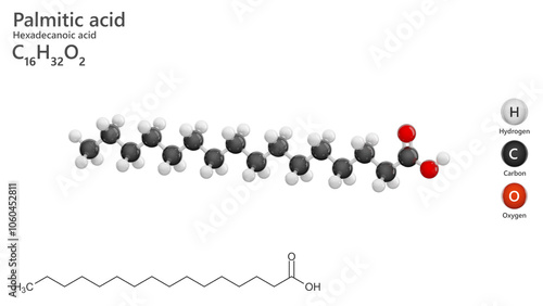 Molecule: Palmitic acid or hexadecanoic acid. Palm oil. Molecular structure. Formula: C16H32O2. Chemical model: Ball and stick. White background. 3D illustration. photo