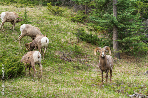 A group of Bighorn Sheeps (ram,male) foraging in forest in summer. Jasper National Park, Alberta, Canada. Canadian Rockies. photo