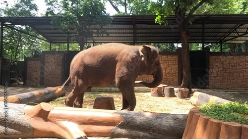 lonely elephant at the zoo