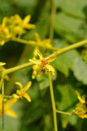 Golden rain tree flowers