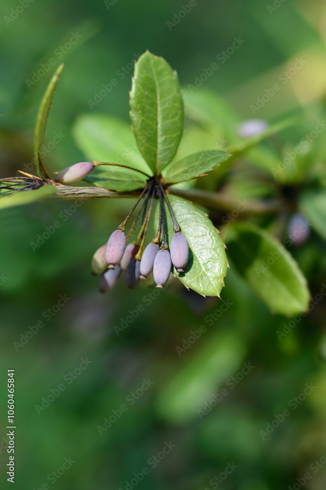 Wintergreen barberry branch with fruit