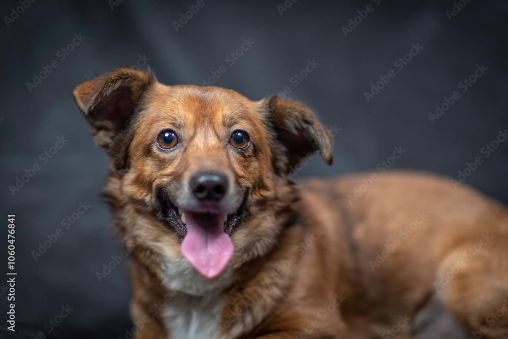Portrait of a beautiful mongrel dog in a studio. Portrait of a beautiful mongrel dog in a studio.