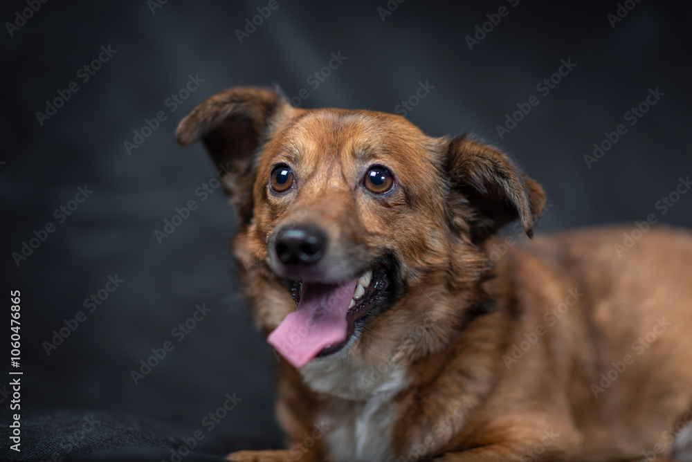 Portrait of a beautiful mongrel dog in a studio. Portrait of a beautiful mongrel dog in a studio.