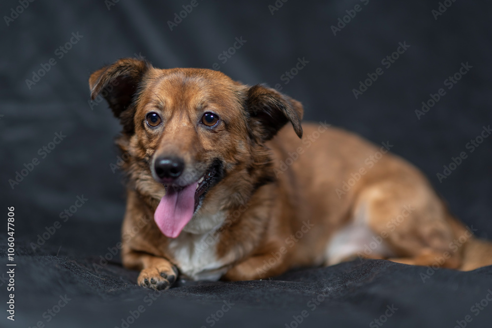 Portrait of a beautiful mongrel dog in a studio. Portrait of a beautiful mongrel dog in a studio.