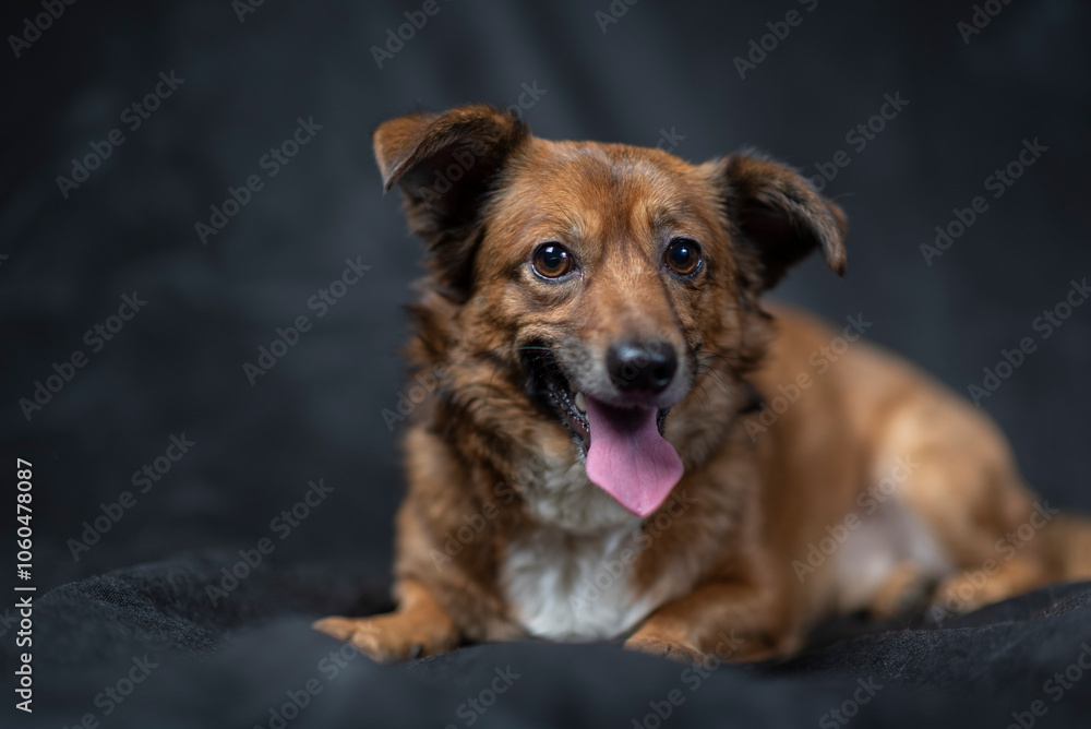 Portrait of a beautiful mongrel dog in a studio. Portrait of a beautiful mongrel dog in a studio.
