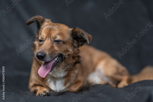 Portrait of a beautiful mongrel dog in a studio.