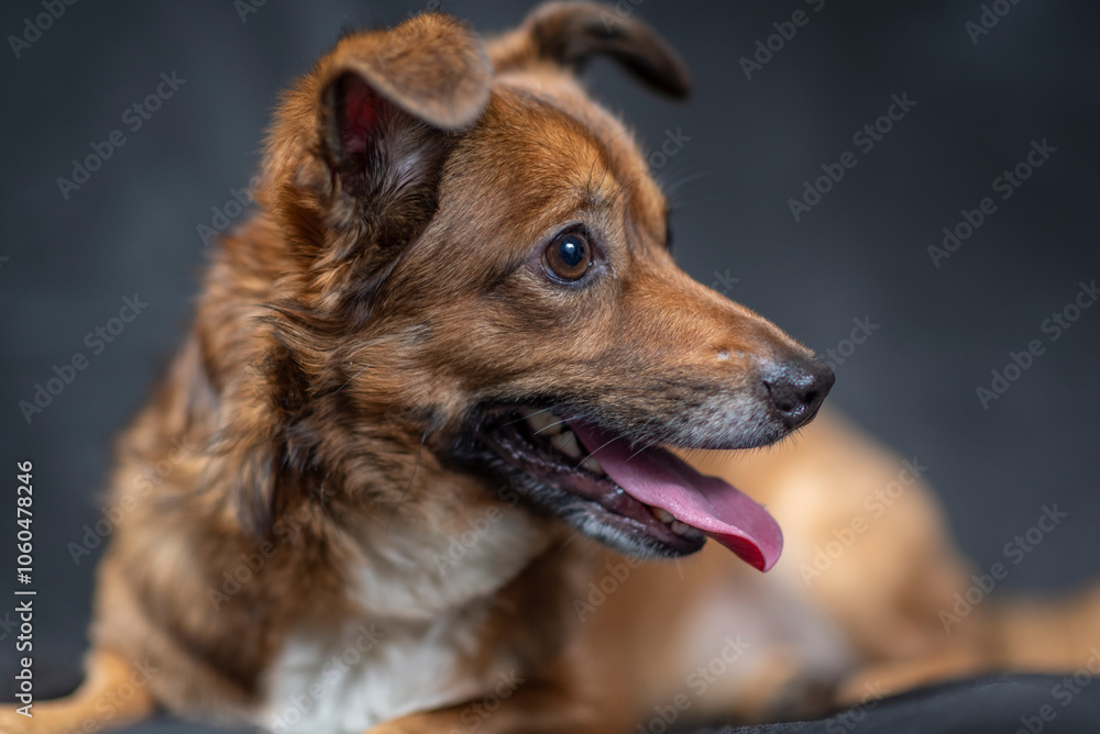 Portrait of a beautiful mongrel dog in a studio. Portrait of a beautiful mongrel dog in a studio.