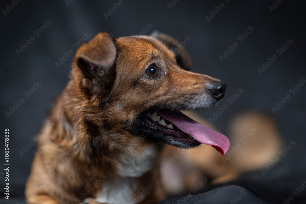 Portrait of a beautiful mongrel dog in a studio. Portrait of a beautiful mongrel dog in a studio.