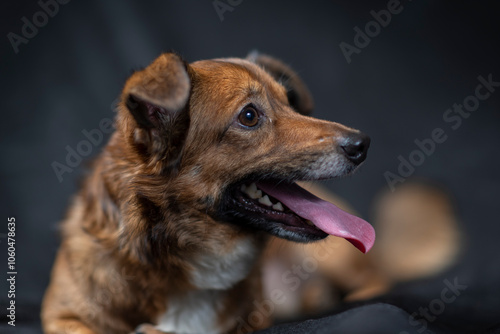 Portrait of a beautiful mongrel dog in a studio.