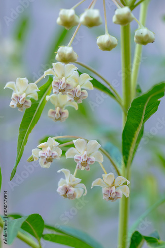 An African native, this relative of the milkweed plant is both ornamental and attracts pollinators. photo