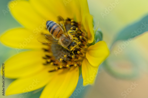 A bee on a Helianthus sunflower blossom. photo