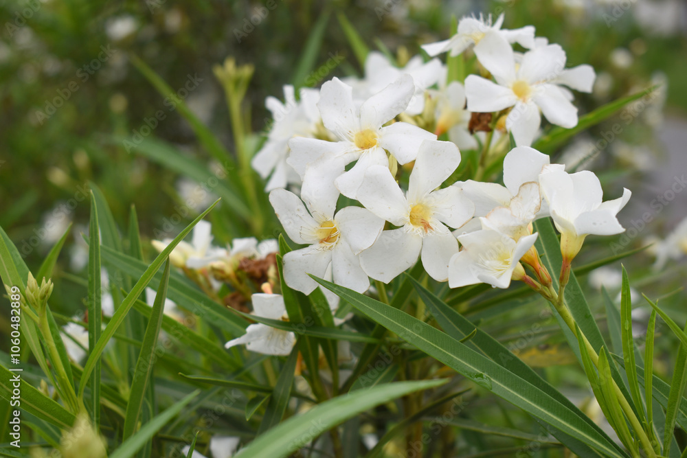 Nerium oleander in bloom, White siplicity bunch of flowers and green leaves on branches, Nerium Oleander shrub white flowers, ornamental shrub branches in daylight, bunch of flowers closeup Nerium oleander in bloom, White siplicity bunch of flowers and green leaves on branches, Nerium Oleander shrub white flowers, ornamental shrub branches in daylight, bunch of flowers closeup