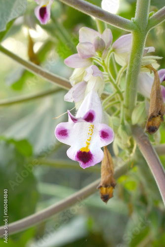 Martynia annua L. (MARTYNIACEAE) Common name: Cat's claw, Tiger's claw, Iceplant, Devil's claw, white purple flowers, wild flower, Devils Claws flower, Tiger Claws flower, Chakwal, Punjab, Pakistan photo