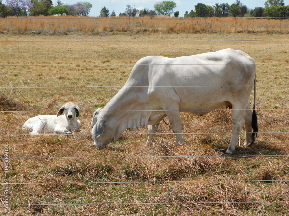 Closeup photograph, view from the side of a White American Brahman Bull Grazing next to a sleeping Calf on a golden grass field , on a hot sunny day in South Africa, Gauteng. Closeup photograph, view from the side of a White American Brahman Bull Grazing next to a sleeping Calf on a golden grass field , on a hot sunny day in South Africa, Gauteng.
