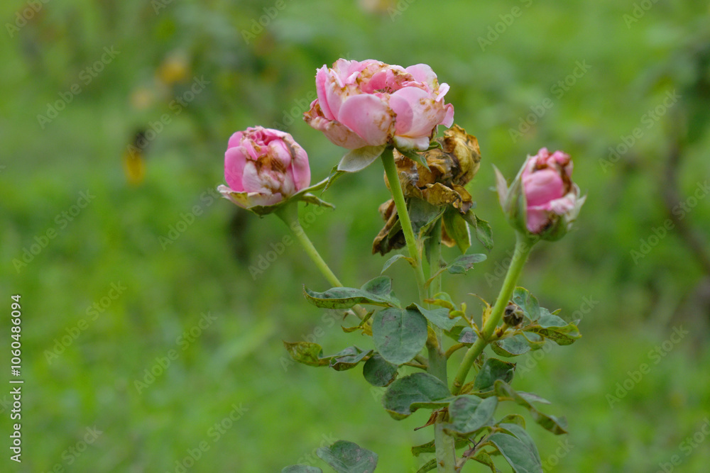 Beautiful pink rose flower closeup in garden, A very beautiful rose flower bloomed on the rose tree, Rose flower, bloom flowers, Natural spring flower, Nature Beautiful pink rose flower closeup in garden, A very beautiful rose flower bloomed on the rose tree, Rose flower, bloom flowers, Natural spring flower, Nature
