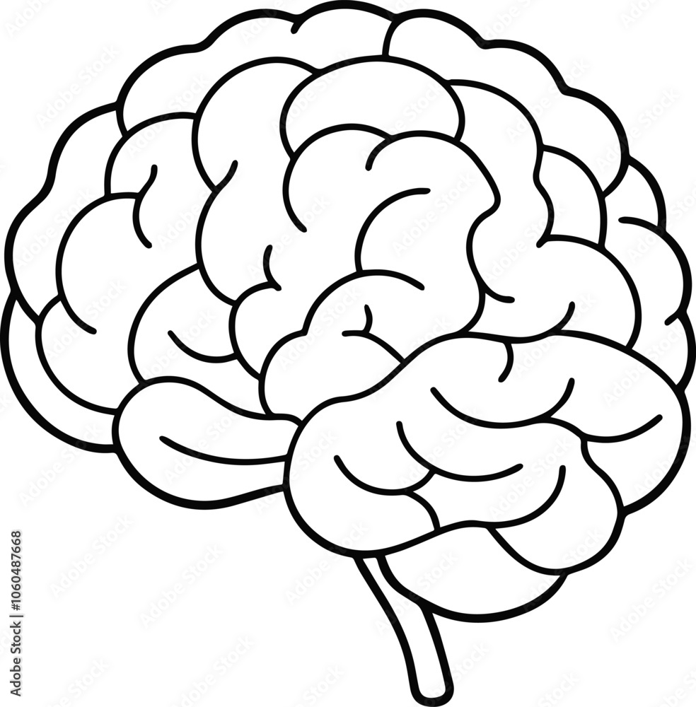 Human brain anatomy outline vector illustration Human brain anatomy outline vector illustration