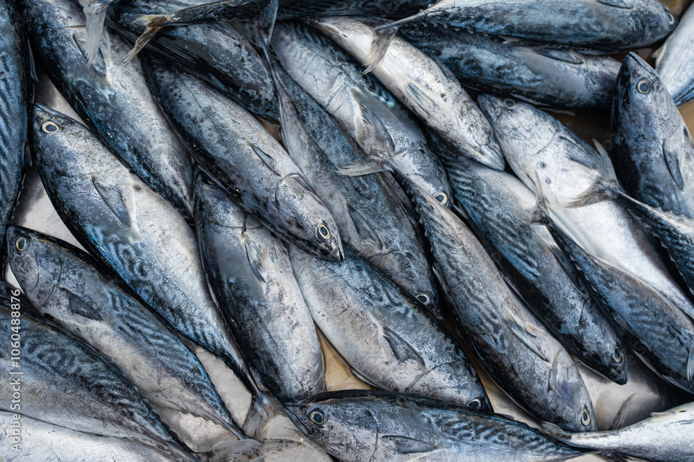 Background of Skipjack tuna sea fish sell in fishery fresh market Background of Skipjack tuna sea fish sell in fishery fresh market