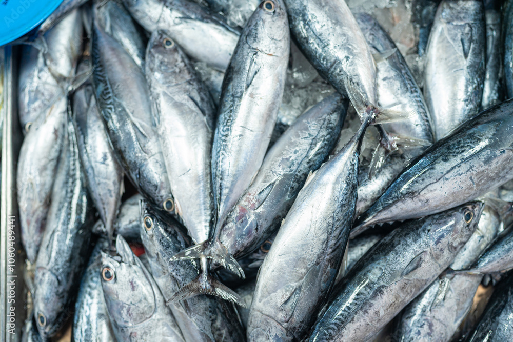 Obraz premium Background of Skipjack tuna sea fish sell in fishery fresh market