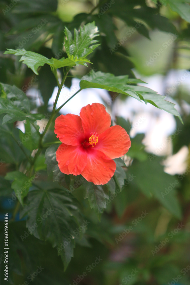 Flower in the garden outdoor Flower in the garden outdoor