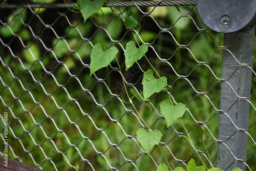 Heart shaped leaf vines on a fence photo