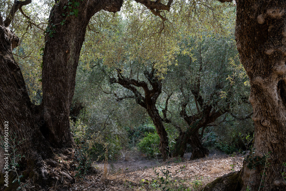 Fototapeta premium old olive trees the green gold of the Greeks