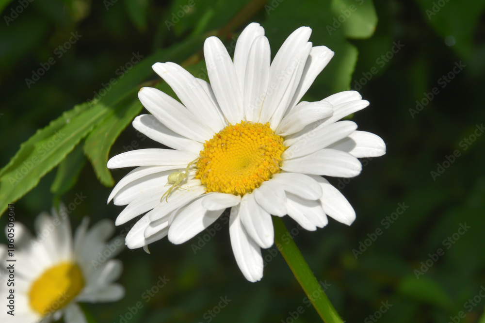 Close up of a white daisy flower with a green spider on the petal. Isolated on a dark green foliage background Close up of a white daisy flower with a green spider on the petal. Isolated on a dark green foliage background