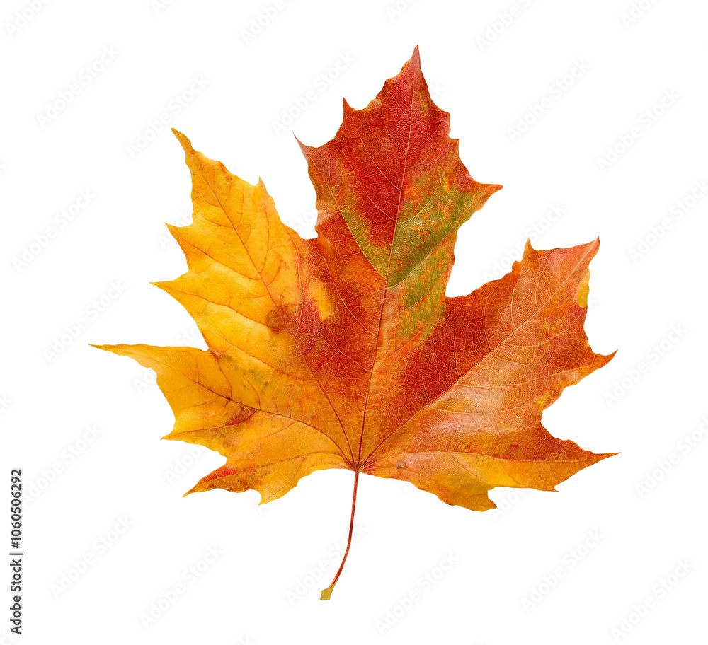 autumn maple leaf isolated on transparent background autumn maple leaf isolated on transparent background