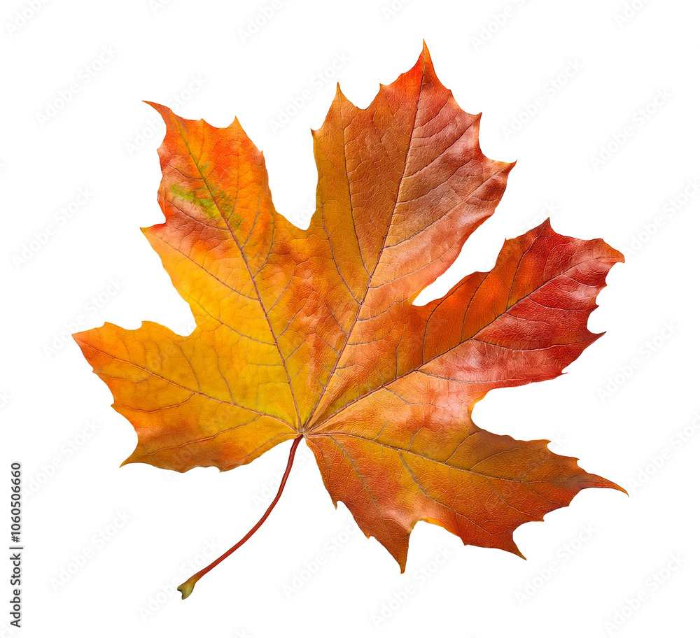 autumn maple leaf isolated on transparent background